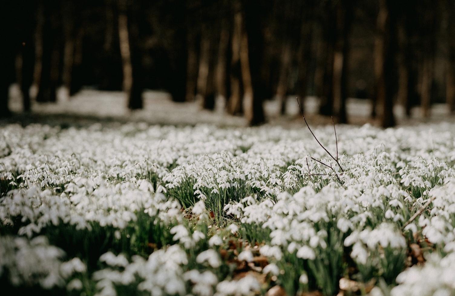 The National Garden Scheme