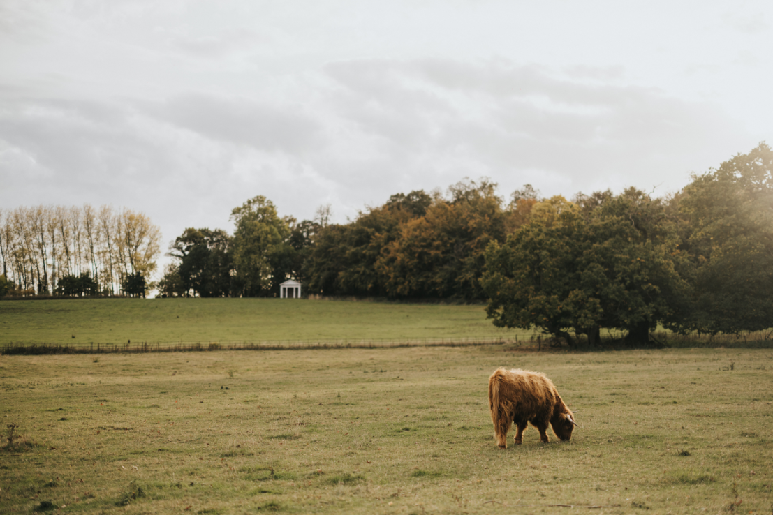 highland cows near nottinghamshire